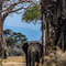 Tarangire NP